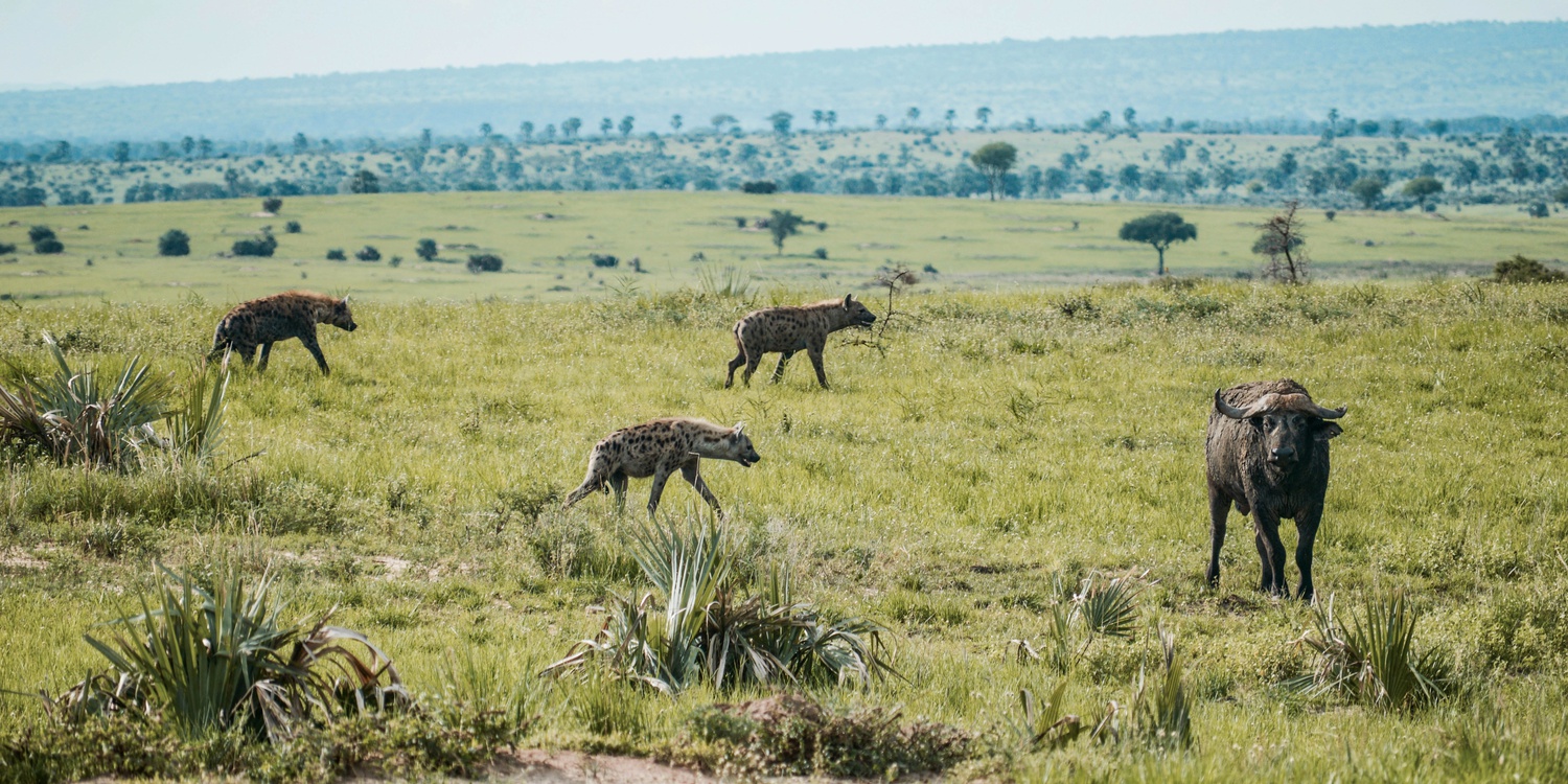 A pack of Hyenas at a game drive in  Murchison falls national park Uganda 