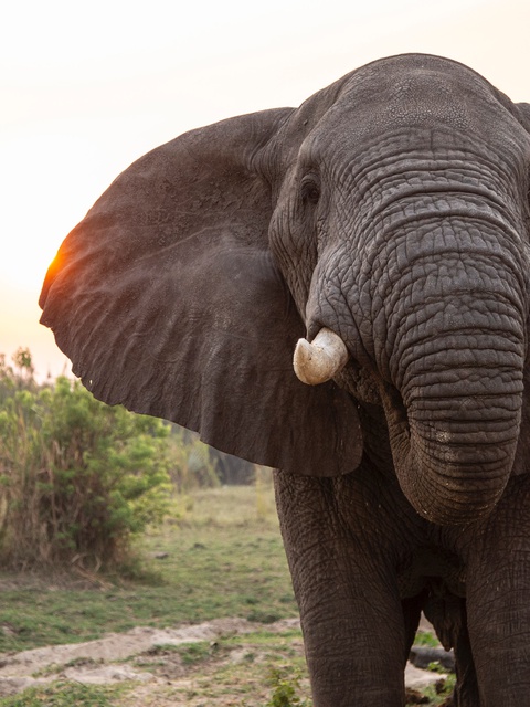 Elephant safaris in Uganda with Mj Safaris Uganda