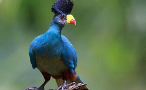 10 Days Uganda Birding Safari